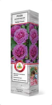 Роза миниатюрная Хайди Клум/ЦКор П в интернет гипермаркете «Планета Лета». Фото