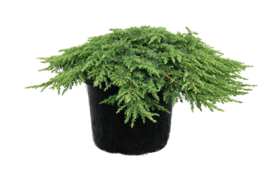 Можжевел.обыкн.Green Carpet, Гор17, Выс20 в интернет гипермаркете «Планета Лета». Фото