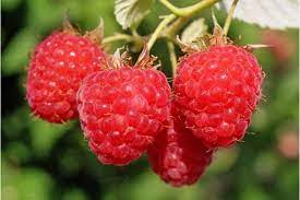 Малина в коробке Вольница в интернет гипермаркете «Планета Лета». Фото