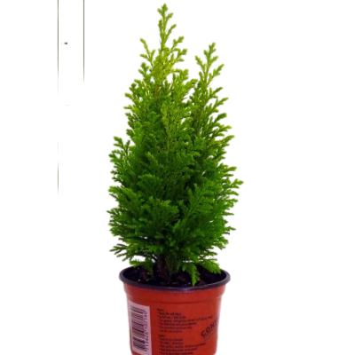 Кипарисовик Л.Stardust, Гор23, Выс40 в интернет гипермаркете «Планета Лета». Фото