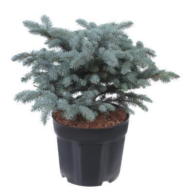 Ель колючая Glauca Globosa, Гор26, Выс30-40 в интернет гипермаркете «Планета Лета». Фото