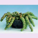 Крассула Marnieriana, Гор14, Выс15 в интернет гипермаркете «Планета Лета». Фото