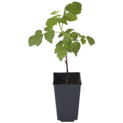 Малина ремонтантная Лялечка Гор19 М в интернет гипермаркете «Планета Лета». Фото