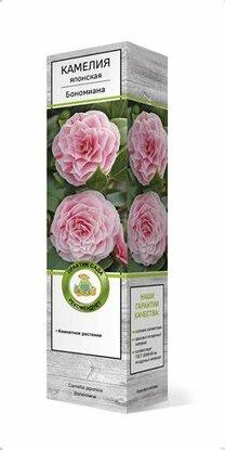 Камелия японская Нуччос Перл/ЦКор в интернет гипермаркете «Планета Лета». Фото