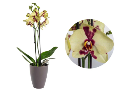 Фаленопсис 2 pp Aneta, Гор12, Выс65 в интернет гипермаркете «Планета Лета». Фото