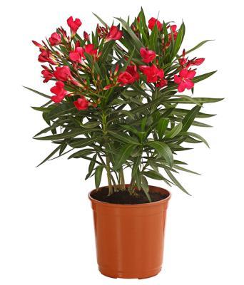 Олеандр, Гор18, Выс90 в интернет гипермаркете «Планета Лета». Фото