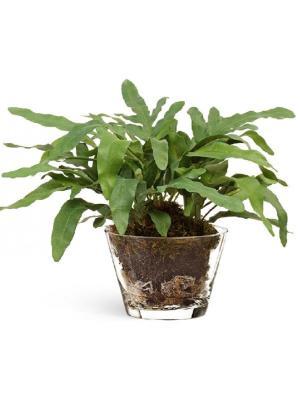 Композиция "Rabbit Foot" Sensitive Botanic в-26, д-40 см в стекл.вазе с мхом, корнями, землей 4/4 10 в интернет гипермаркете «Планета Лета». Фото