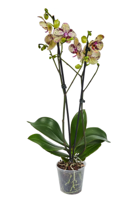 Фаленопсис 1 pp Mix Variagata, Гор9, Выс30 К в интернет гипермаркете «Планета Лета». Фото