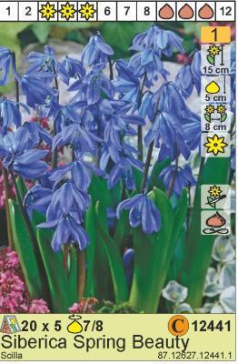 STA Пролеска Sib. Spring Beauty (x5) Планета Лета в интернет гипермаркете «Планета Лета». Фото STA Пролеска Sib. Spring Beauty (x5) в интернет гипермаркете «Планета Лета». Фото