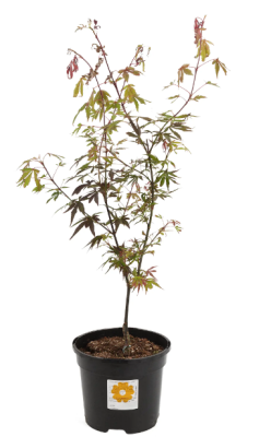 Клен полевой Red Shine, Гор28, Выс100 в интернет гипермаркете «Планета Лета». Фото