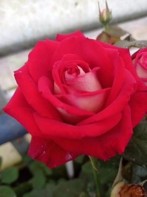 Роза чайно-гибридная Нью Фейшен Гор23 Л в интернет гипермаркете «Планета Лета». Фото