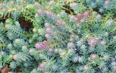 Очиток скальный Блю Спрус Гор10 М в интернет гипермаркете «Планета Лета». Фото