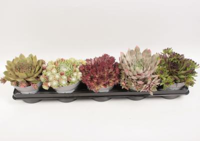 Молодило, Гор14, Выс15 в интернет гипермаркете «Планета Лета». Фото