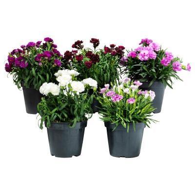 Гвоздика, Гор11 М в интернет гипермаркете «Планета Лета». Фото