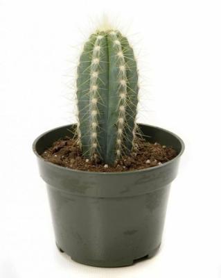 Кактус Cereus, Гор10, Выс20, уц1 в интернет гипермаркете «Планета Лета». Фото