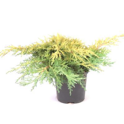Можжевел.средн.Gold Star, Гор19, Выс35 в интернет гипермаркете «Планета Лета». Фото