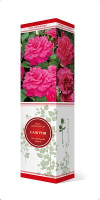 Роза флорибунда Сангрия/ЦКор П в интернет гипермаркете «Планета Лета». Фото
