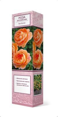 Роза английская парковая Пэт Остин Люкс П в интернет гипермаркете «Планета Лета». Фото