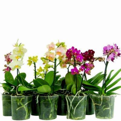 Фаленопсис Mix Pilorica, Гор9, Выс30 в интернет гипермаркете «Планета Лета». Фото