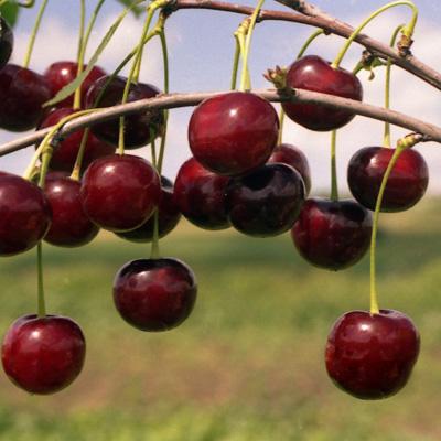 Вишня Десертная Морозовой (туба) в интернет гипермаркете «Планета Лета». Фото