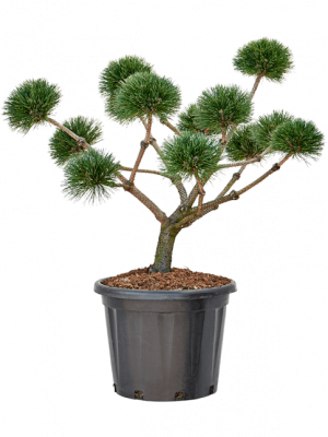 Бонсай сосна черная Brepo, Гор50, Выс100 в интернет гипермаркете «Планета Лета». Фото