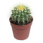 Кактус ERIOCACTUS, Гор10, Выс20 в интернет гипермаркете «Планета Лета». Фото