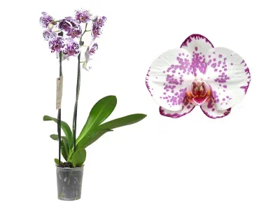 Фаленопсис 2 pp Paullina, Гор12, Выс70 в интернет гипермаркете «Планета Лета». Фото