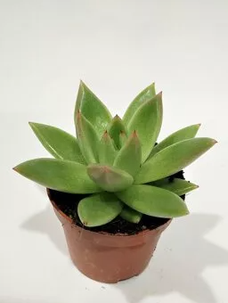 Эчеверия Miranda, Гор9, Выс15 в интернет гипермаркете «Планета Лета». Фото