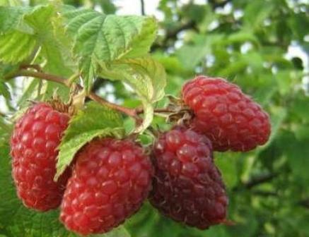 Малина (традиционная) Скромница в интернет гипермаркете «Планета Лета». Фото