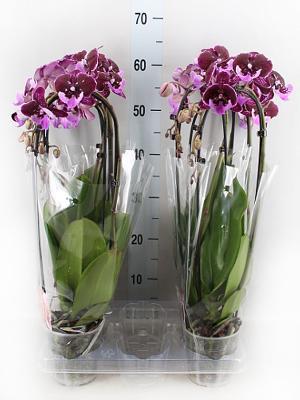 Фаленопсис Cascade Black Cobra, Гор12, Выс60 в интернет гипермаркете «Планета Лета». Фото