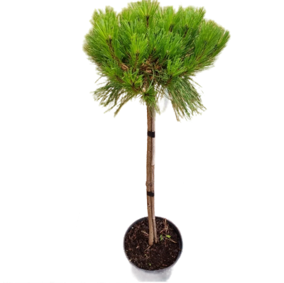 Сосна черная Brepo штамб, Гор35, Выс80 в интернет гипермаркете «Планета Лета». Фото