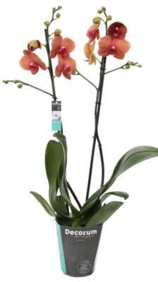 Фаленопсис 2 pp Surfsong, Гор12, Выс70 в интернет гипермаркете «Планета Лета». Фото