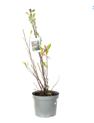 Магнолия микс, Гор31, Выс125 в интернет гипермаркете «Планета Лета». Фото