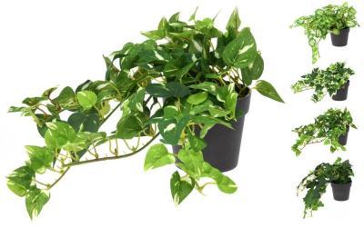 Растение в горшке 25 см 317002360 в интернет гипермаркете «Планета Лета». Фото