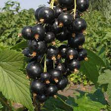 Смородина черная (перспективные сорта) Верти П в интернет гипермаркете «Планета Лета». Фото