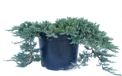 Можжевел.гориз.Айс Блю, Гор23, Выс30 ЕП в интернет гипермаркете «Планета Лета». Фото