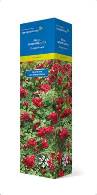 Роза канадская плетистая Генри Келси П в интернет гипермаркете «Планета Лета». Фото