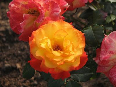 Роза флорибунда Мариетта Гор 23 М в интернет гипермаркете «Планета Лета». Фото