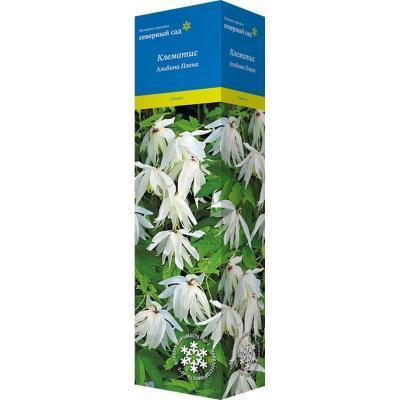 Клематис ботанический Альбина Плена П в интернет гипермаркете «Планета Лета». Фото