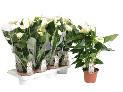 Антуриум White King, Гор14, Выс60 в интернет гипермаркете «Планета Лета». Фото