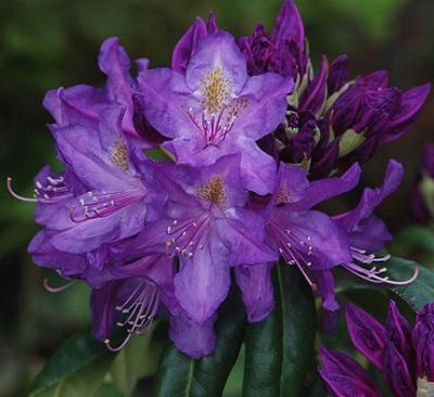 Рододендрон гибридный Лиз Дак Пёпл П в интернет гипермаркете «Планета Лета». Фото