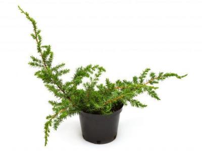 Можжевел.прибреж.Schlager, Гор19, Выс40 в интернет гипермаркете «Планета Лета». Фото