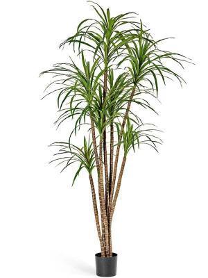 Драцена Маргината 150 см 6 стволов 10.36805N в интернет гипермаркете «Планета Лета». Фото