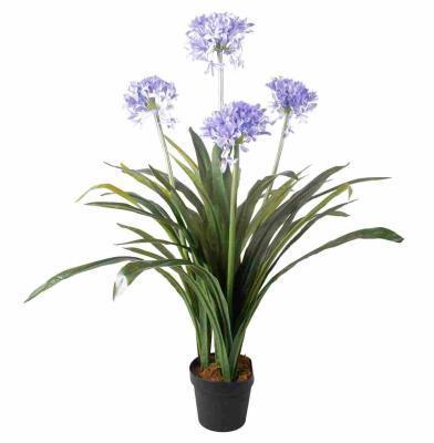 Агапантус, Гор17, Выс65 в интернет гипермаркете «Планета Лета». Фото