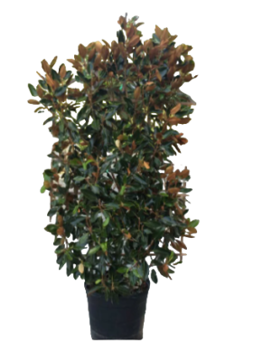 Магнолия Royal Beaty, Гор38, Выс200 И в интернет гипермаркете «Планета Лета». Фото