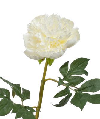 Пион махровый белый в-60 см 1цв д-13 см 30.03160262WH в интернет гипермаркете «Планета Лета». Фото