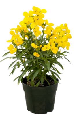 Желтушник, Гор12, Выс20 в интернет гипермаркете «Планета Лета». Фото