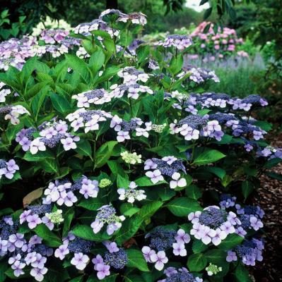 Гортензия мелкопильчатая Блю Берд 7Ц в интернет гипермаркете «Планета Лета». Фото