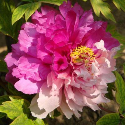 Пион древовидный Две Сестры (туба) в интернет гипермаркете «Планета Лета». Фото