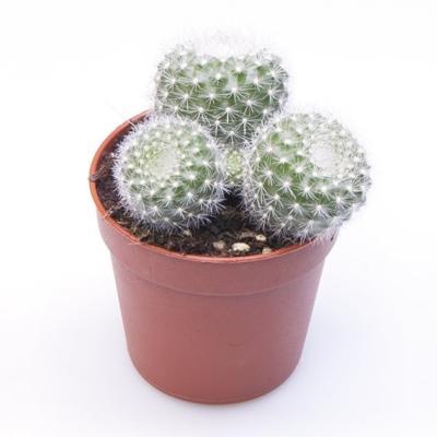 Кактус Brazilicactus Haselbergii, Гор5, Выс10 в интернет гипермаркете «Планета Лета». Фото